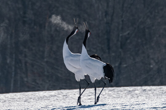 鶴の画 Www Vetrepro Fr