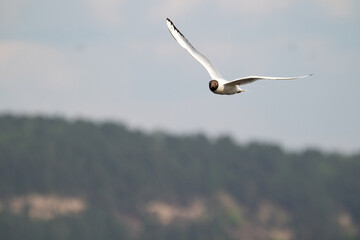 Gull