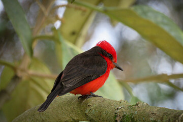 cardinal on a branch