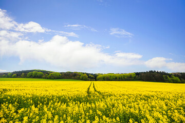 Yellow canola field with tire tracks