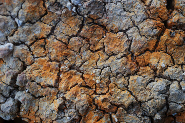 The clay soil is cracking beautifully in the dry season.
