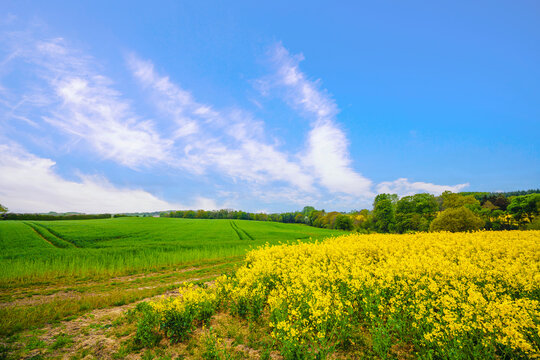Countryside landscape with yellow canola