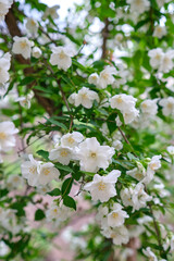close up of jasmine flowers in a garden