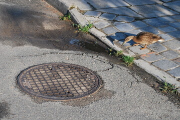 street, sidewalk, round canal lid, asphalt and duck, nature in the city, animals in civilization - obrazy, fototapety, plakaty