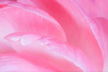 close up of petals of pink peony