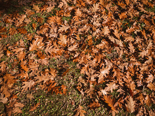 autumn leaves background