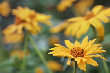 Close up of blooming of daisy-like flower Tithonia diversifolia (Mexican sunflower or Nitobe chrysanthemum) in garden, selective focus.
