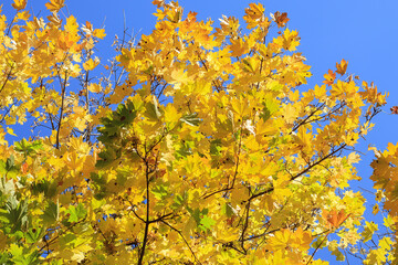 Beautiful autumn background with yellow maple leaves on branches against blue sky. Bright autumn background.