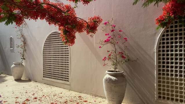 Sea composition flower window exotic 