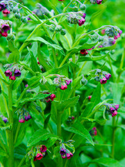 Comfrey (Symphytum officinale) flowers of a used in organic medicine
