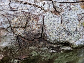 dead tree bark texture, dry