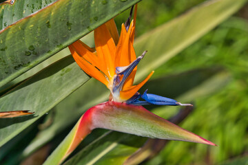 Fototapeta na wymiar Bird-of-paradise flower. Crane flower, Strelitzia reginae, Ornamental plant. Tropical flowering plant in Madeira, Portugal