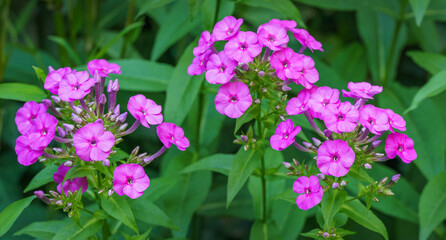 Purple flame flowers of garden phlox (Phlox paniculata). Flowering pink phlox in the summer garden. Close-up selective focus. Copy space