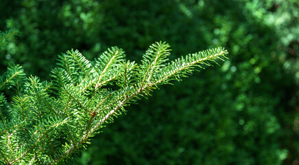 Korean fir Abies koreana close-up of bright green needles on the branch on blurred green background in the garden. Selective focus. Nature concept for design with place for your text