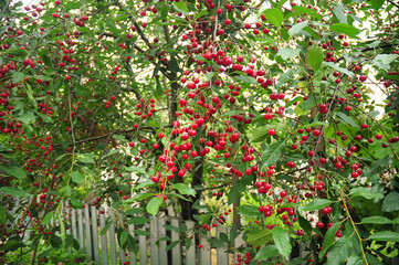 Fototapeta na wymiar Garden cherry tree with many red cherry fruits growing near a house. Cherry tree harvest.
