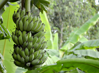 green bananas in clusters on the tree Copy area, concept, industrial banana production, smart farm