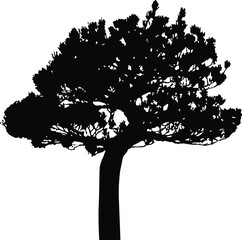 Fototapeta premium Vector silhouette of tree. Isolated eps 10.