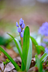Kleine Traubenhyazinthe, Muscari botryoides