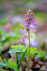 Hohler Lerchensporn, Hohlknolliger Lerchensporn, Lerchensporn, Corydalis cava
