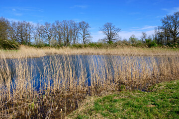 Naturschutzgebiet Altmain bei Grafenrheinfeld, Landkreis Schweinfurt, Unterfranken, Franken, Bayern, Deutschland