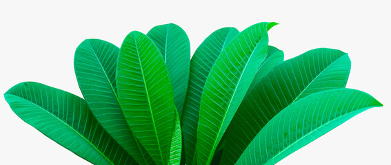 The green leaves are arranged in an orderly manner according to the nature of the leaves. beautiful on a white background
