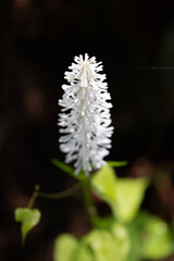 Chionographis japonica, diagonally angled from above