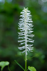 Chionographis japonica, little white flowers in the forest, in the shade, close-up 2