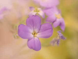 Fototapeta na wymiar Blüten, soft, weich, zarte Farben,