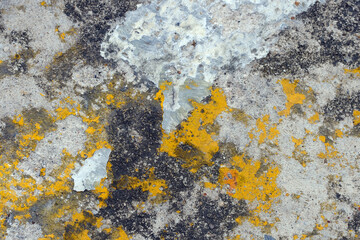 lichen on rock
