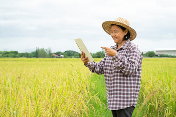 female rice farmer in checkered shirt, wear hat is using smart tablet, happy senior woman working in paddy field. concept organic agriculture,smart farming,technology in agricultural