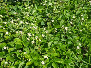 Blooming strawberry meadow. Wild strawberry flower bushes on a green foliage background with flowers, abstract background image. Summer background with green leaves and white strawberry flowers