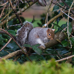 Naklejka na ściany i meble Grey squirrel (Sciurus carolinensis)