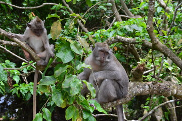 Naklejka na ściany i meble white tailed macaque