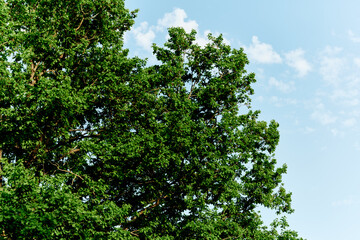 Fototapeta premium Spring blooms of nature, green young leaves of a tree against a blue sunny sky