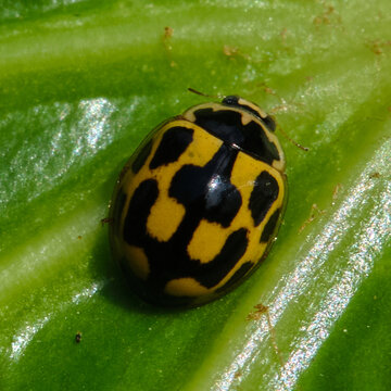 14-spotted ladybird (Propylea quatuordecimpunctata)