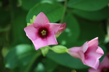 Cambodia. Allamanda blanchetii (purple allamanda, violet allamanda; syn. Allamanda violacea) is a...