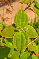 Leaf of the invasive Clidemia that thrives in humid climates. madeira Portugal