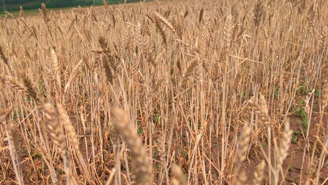Through the ears of wheat in the countryside