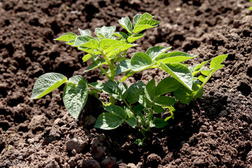 Young potato seedlings in spring. Green sprouts of potato seeds. Potato grows in agriculture