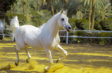 portrait of the Arabian running horse
