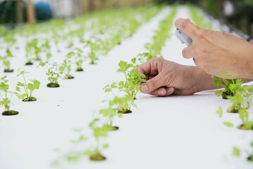 Man study hydroponic coriander garden in Chiangmai Thailand