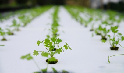 Hydroponic coriander garden in Chiangmai Thailand
