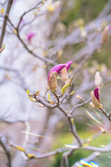 Macro of purple magnolia bud in botanical garden