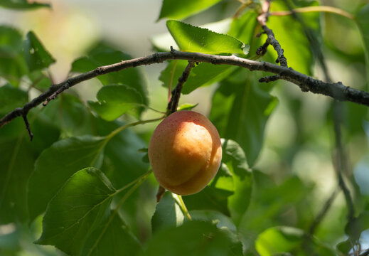 Apricot fruit ripening on tree branch with green leaves in orchard natural background