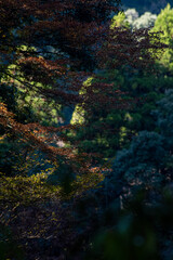 forest in the morning