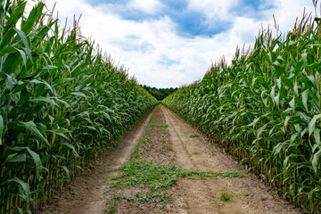 dirt path among green corn field countryside