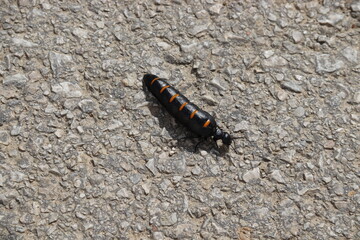 The red-striped oil beetle, crossing the street. 