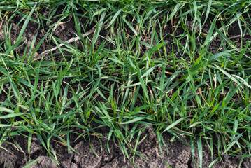 Cracked earth soil as a texture background. Top view.