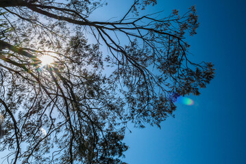 branches against sunny sky