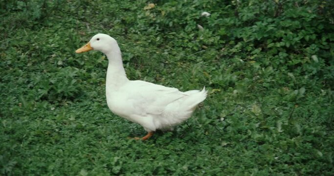 White domestic geese and ducks walk on grass on farm. Natural agriculture, private farmstead and production of environmentally friendly products. Latin, international name of birds is Anser anser
